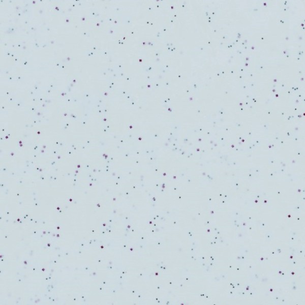 Tablett Euronorm 1/2 Polyclassic grau 37x26.5cm