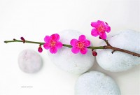 Tranquillity Tischset 45x30 cm